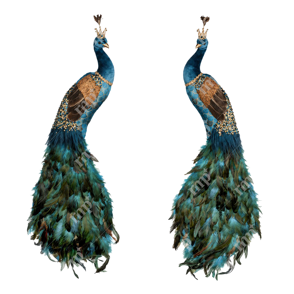 Plume Peacock